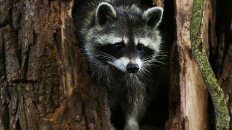 Invasive Tierarten in Deutschland: Flauschig, hungrig, bedrohlich