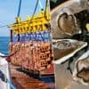 Rond een scheepswrak voor de Belgische kust zijn 200.000 jonge oesters gelegd. Dit is waarom
