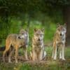Wolven in Drenthe stellen hun menu anders samen dan wolven op de Veluwe
