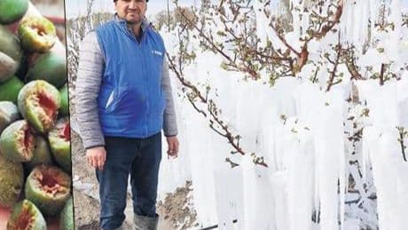 Tezgahı 'don' vurdu! 'İlk defa meyve ithali söz konusu'