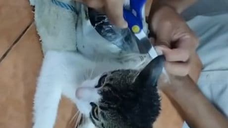 Moment cat caught smuggling Class A drugs into Costa Rican prison