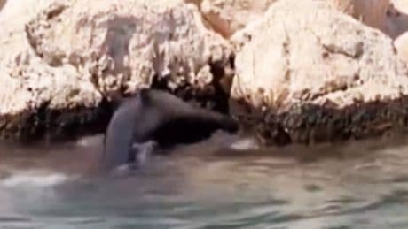 Antalya'da kayalıklara sıkışan balina yavrusu kurtarıldı
