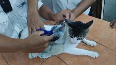 Un petit chat passeur de drogue dans une prison, intercepté au Costa Rica
