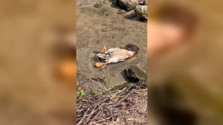 Wohlige Wellen schlagen - Diese Ente chillt sich ins Wochenende