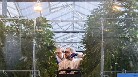 Cannabis-Legalisierung: Der nächste Joint braucht wieder einen echten Doktor