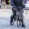 Polizeihund beißt zu: Mann mit Axt randaliert in eigener Wohnung in Ostberlin