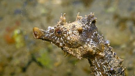 Ports et canaux, nouveaux refuges pour les hippocampes
