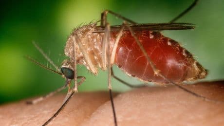 West Nile: primo decesso in Campania e secondo nel Lazio