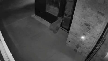 Moment bear uses door handle to walk into home