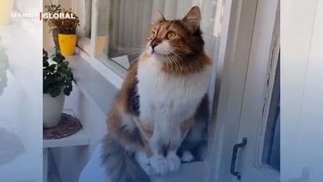 Evin balkonunda sürekli martıları dinleyen kedi, ötmeye başladı