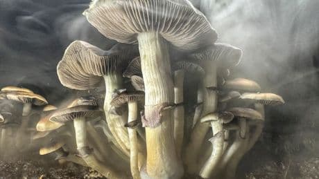 New clinical study shows promise in treating Parkinson’s with drug found in magic mushrooms