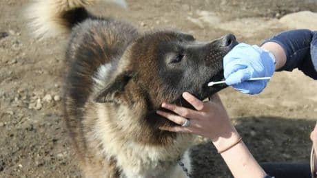 Analizan el ADN de los perros de Groenlandia y resuelven un gran misterio de la historia de la humanidad