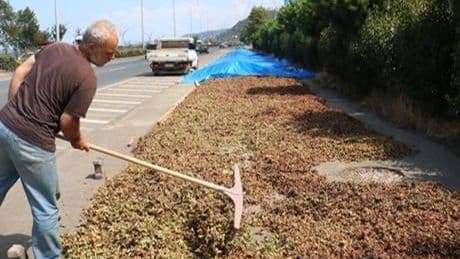 Karadeniz Sahil Yolu'ndaki kaldırımlarda fındık kurutma mesaisi