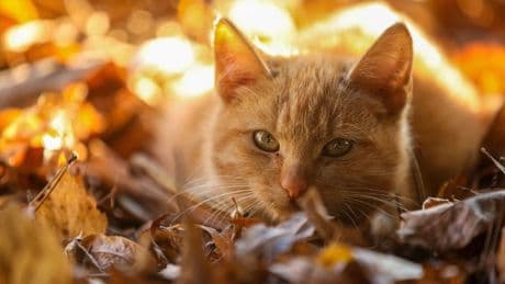 Onderzoekers hebben ontdekt hoe katten aan hun oranje vachtkleur komen