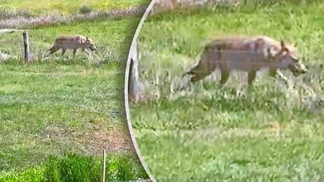 Vrouw vermoedelijk aangevallen door wolf op Heuvelrug: ’Hij hapte in haar been’
