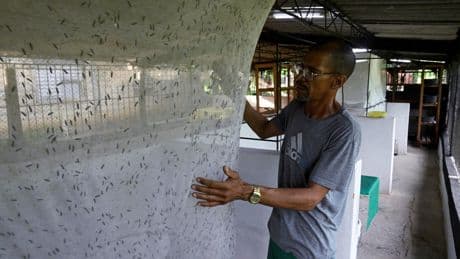 The money-spinning doctor who swapped medicine to breed black soldier flies