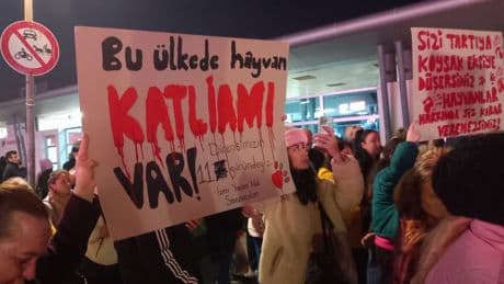 İstanbul Veteriner Hekimler Odası: “Sahipsiz hayvanlar bir sorun değil, ortak sorumluluğumuzdur”