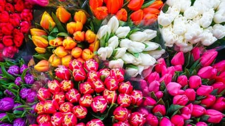 Tulpenmanie: Wie eine Blume zur größten Spekulationsblase wurde