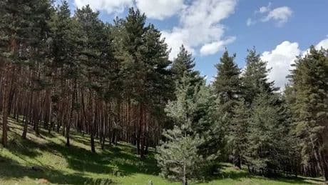 Ardahan'da ormanlara giriş yasaklandı