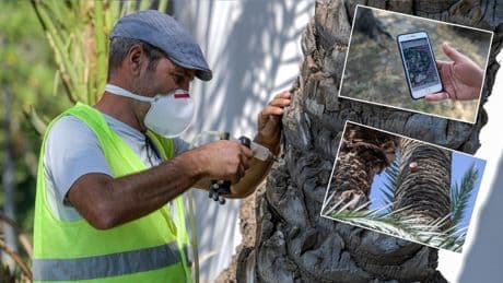 İzmir'de palmiyelere yapay zeka destekli koruma