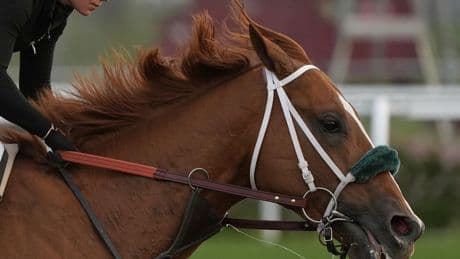 Big hearts, immense lungs and powerful legs make a Kentucky Derby champion