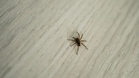 Spinnen-Alarm: Wieso Sie Ihre Innenräume doppelt prüfen sollten