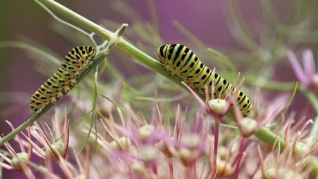Elimina las orugas de las plantas con un único producto