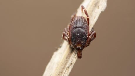 Schützen Sie sich richtig vor Hyalomma-Zecken