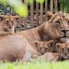 Zoo van Keulen doet pasgeboren leeuwen inslapen. Is woede terecht of niet? “Niet licht over beslissing gegaan”