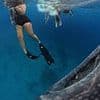 Terrifying moment snorkeller panics, thinking she is about to be EATEN by a huge shark