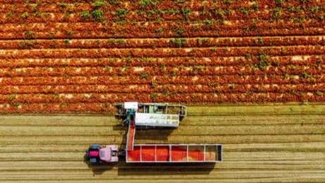 Botulino, il pomodoro tra gli alimenti a rischio? Il caso delle conserve: ecco cosa dicono gli esperti