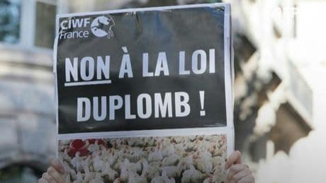 Macron promulgue la loi Duplomb : censure de l'acétamipride et simplifications administratives pour les gros élevages