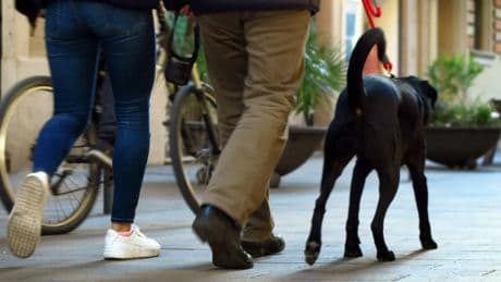 Matan a un perro a tiros desde una ventana mientras paseaba con su dueño en Castellón