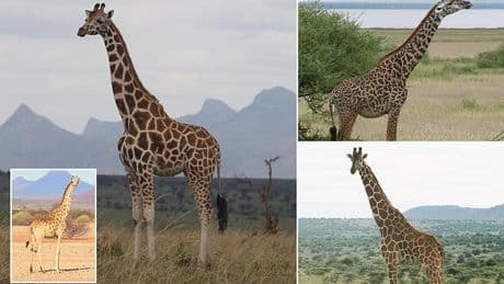 Scientists confirm there are FOUR distinct species of giraffe, not just one - so, can you spot the difference?