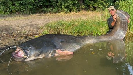Der Fisch ist neuer Rekord - Auf diesen Wels habe ich 35 Jahre gewartet