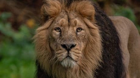 Meet The 'Poo Zoo' Team Battling Animal Extinction One Dung At A Time