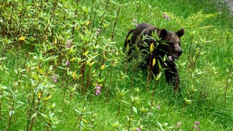 Abgeschottet in Tierpark im Schwarzwald - Problembär wird nie wieder einen Menschen sehen