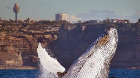 Den Städtetrip nach Sydney am besten mit Whalewatching verbinden