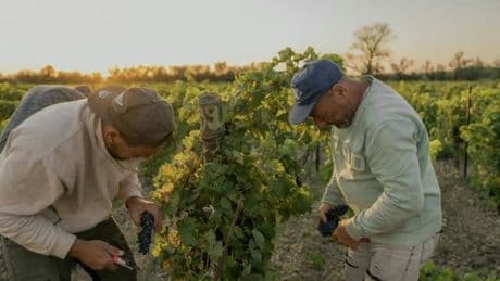 Un léger rebord de 3% en 2025 mais toujours en recul sur 5 ans: la production de vin en France reste loin de ses bonnes années