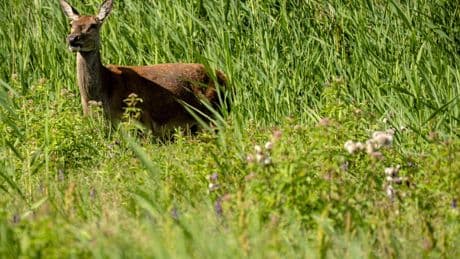 ’Zonde dat Oostvaardersplassen niet beter worden beheerd’