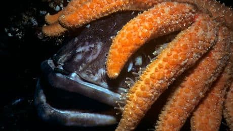 "C'est vraiment horrible": une mystérieuse maladie ayant provoqué une extinction massive d'étoiles de mer identifiée