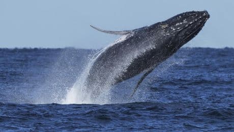 The Bright Side: Whales line up 'blubber to blubber' in Australia's humpback highway