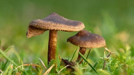 Pilze im Rasen: Was Sie tun können, um sie schnell zu bekämpfen