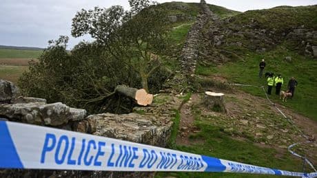 "Une mission débile": deux hommes reconnus coupables d'avoir coupé à la tronçonneuse l'arbre emblématique du mur d'Hadrien