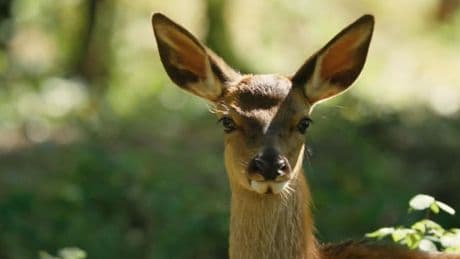 Disney-Klassiker: So sieht die Neuverfilmung von "Bambi" mit echten Tieren aus