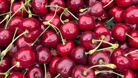 British cherries are about to be ‘bigger, sweeter, juicier’. Here’s why