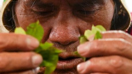 Coca leaves remain a source of work, faith and identity in Bolivia