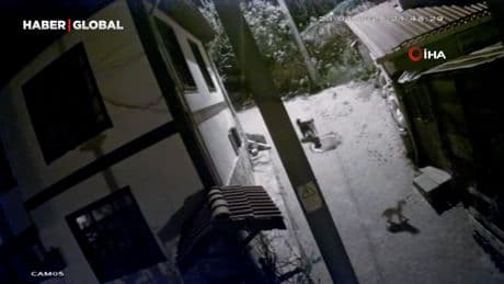Ayı şehre indiğine pişman oldu, köpekler böyle kovaladı
