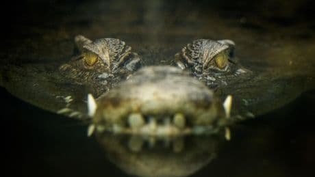 How To Avoid Data Lake Crocodiles