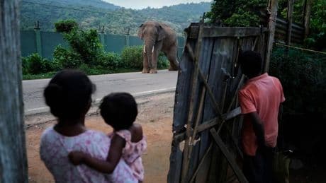 AP photos show an injured elephant frequenting an Indian village as its habitat shrinks
